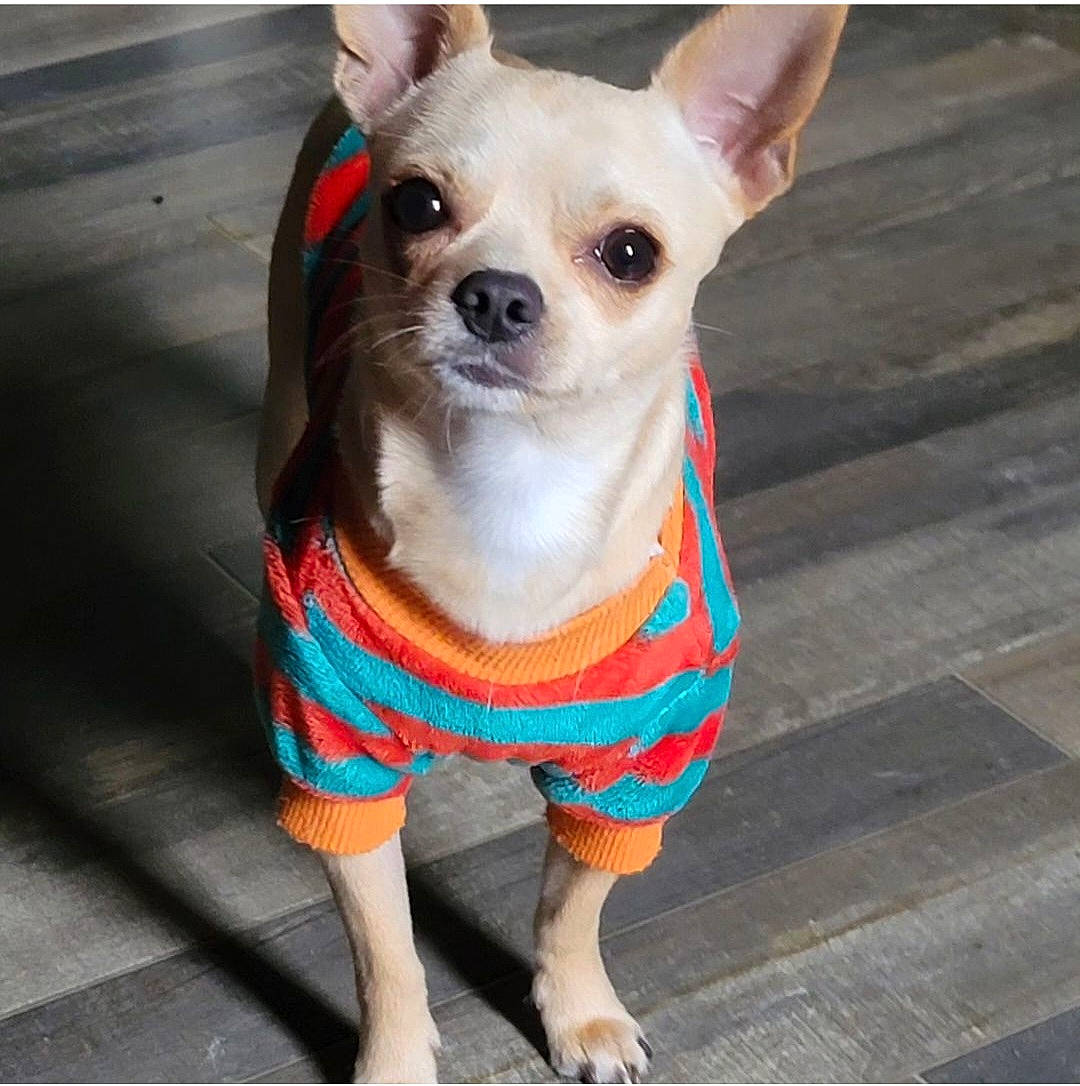 Chico joined the competition — help win amazing prizes! canidae, carnivore, companion_dog, corgi_chihuahua, dog, dog_breed, dog_clothes, dog_supply, fashion_accessory, fawn, fur, pattern, pet_supply, sleeve, snout, terrestrial_animal, top, toy_dog, wood, working_animal