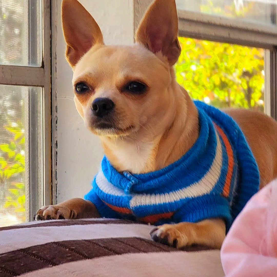 Chico