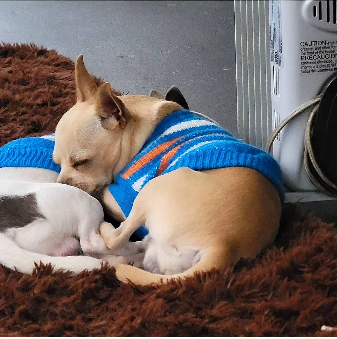 Chico is registered to the contest to win money with this photo: canidae, carnivore, collar, comfort, companion_dog, dog, dog_breed, dog_collar, dog_supply, electric_blue, fawn, gas, kiss, nap, paw, snout, sporting_group, tail, terrestrial_animal, working_animal