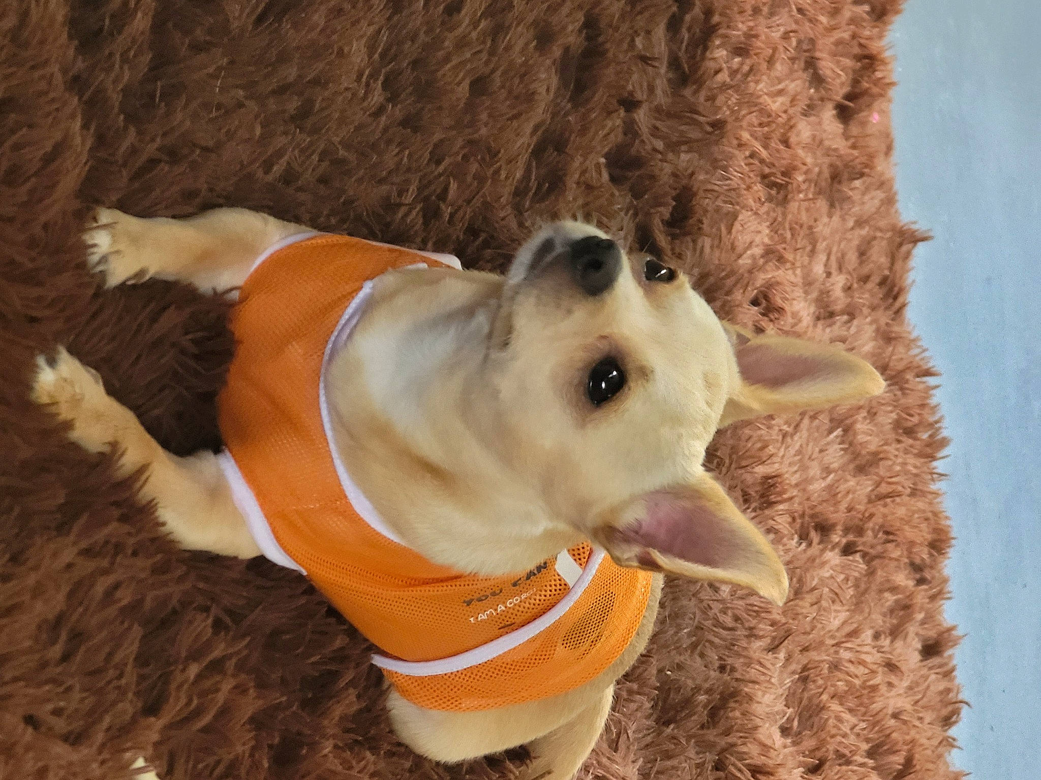 Chico joined the competition — help win amazing prizes! canidae, carnivore, collar, companion_dog, dog, dog_breed, dog_clothes, dog_collar, dog_supply, fashion_accessory, fawn, leash, personal_protective_equipment, pet_supply, snout, sporting_group, tail, terrestrial_animal, wood, working_animal
