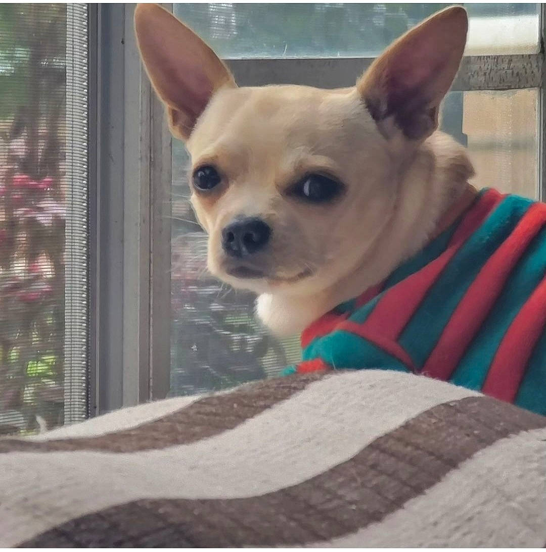 Chico joined the competition — help win amazing prizes! canidae, carnivore, chihuahua, comfort, companion_dog, corgi_chihuahua, dog, dog_breed, dog_supply, ear, fawn, fur, non_sporting_group, snout, sporting_group, terrestrial_animal, toy_dog, whiskers, window, working_animal