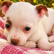 Majesty is registered to the contest to win money with this photo: puppy, dog, white_fur, small_dog, lying_down, sleepy, cute, portrait, close_up, big_eyes, floppy_ears, pink_blanket, knitted_blanket, outdoor, sunlight, greenery, pet, animal, snout, cozy