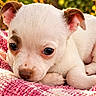 puppy, dog, white_fur, small_dog, lying_down, sleepy, cute, portrait, close_up, big_eyes, floppy_ears, pink_blanket, knitted_blanket, outdoor, sunlight, greenery, pet, animal, snout, cozy