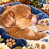 puppy, dog, sleeping, sleepy, newborn, brown_fur, pink_nose, floppy_ear, blanket, plush, floral, flowers, cozy, closeup, portrait, pet, animal, warm_lighting, snuggled, peaceful
