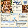 puppy, dog, chihuahua, long_haired, brown_and_white, blue_eyes, portrait, veterinary_record, health_certificate, vaccination, pet_document, floral_border, puppy_health, animal_portrait, pet_care, registration, deworming, veterinarian, decorative_design, printed_text