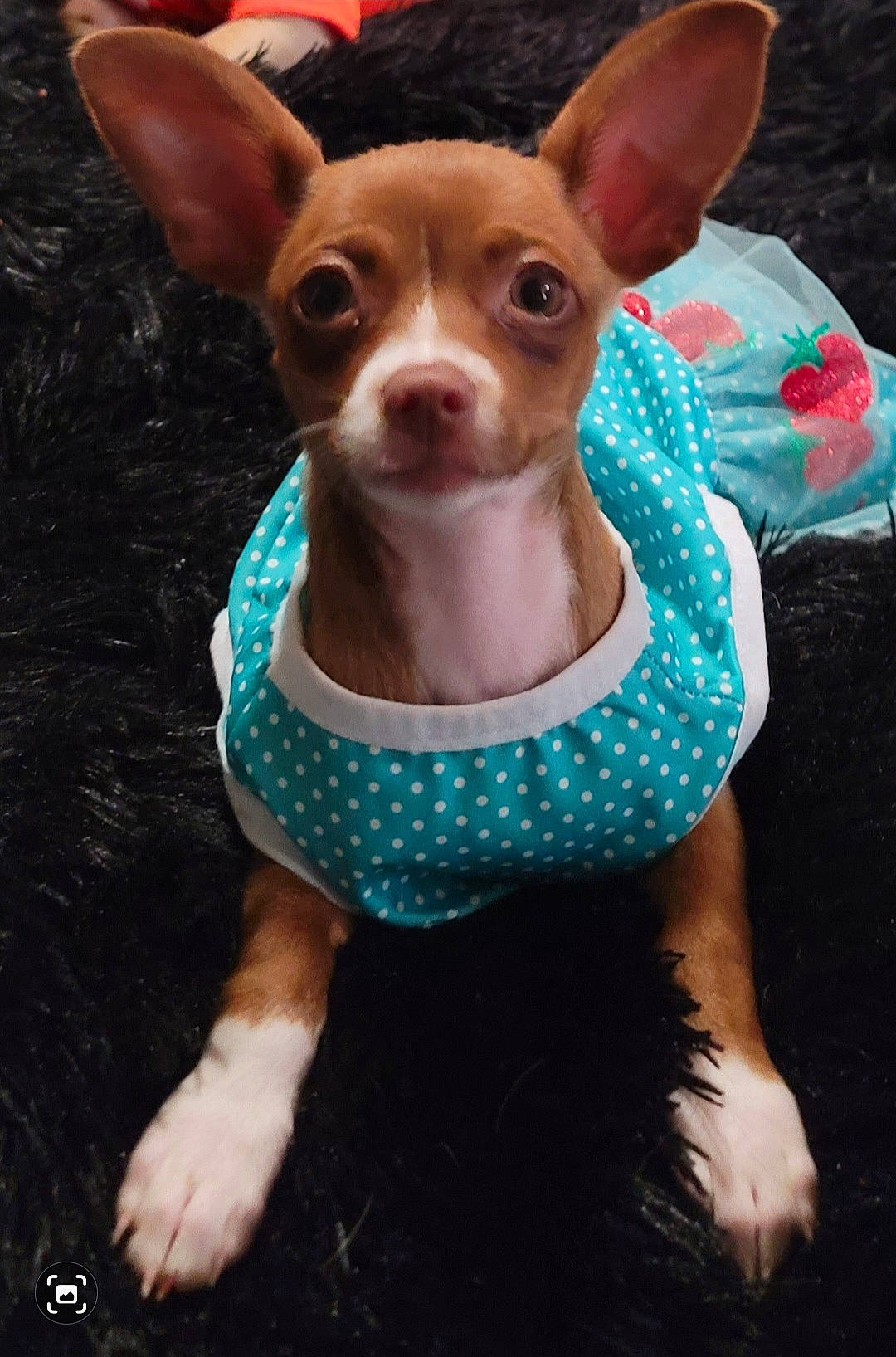 Candy