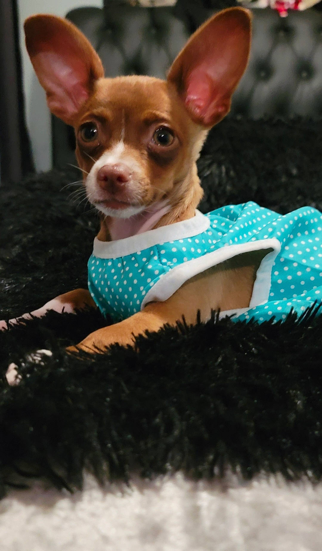 Candy joined the competition — help win amazing prizes! canidae, carnivore, chihuahua, companion_dog, dog, dog_breed, dog_clothes, dog_supply, fawn, fur, mammal, pattern, russkiy_toy, snout, sporting_group, terrestrial_animal, toy_dog, vertebrate, whiskers, working_animal
