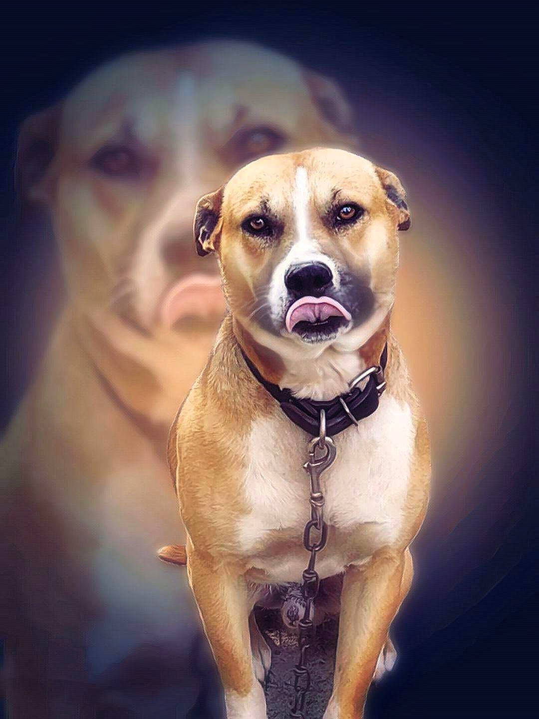 Tank is registered to the contest to win money with this photo: ancient_dog_breeds, canidae, carnivore, collar, companion_dog, dog, dog_breed, dog_collar, dog_supply, fawn, fur, guard_dog, non_sporting_group, pet_supply, photo_caption, snout, sporting_group, whiskers, working_animal, working_dog