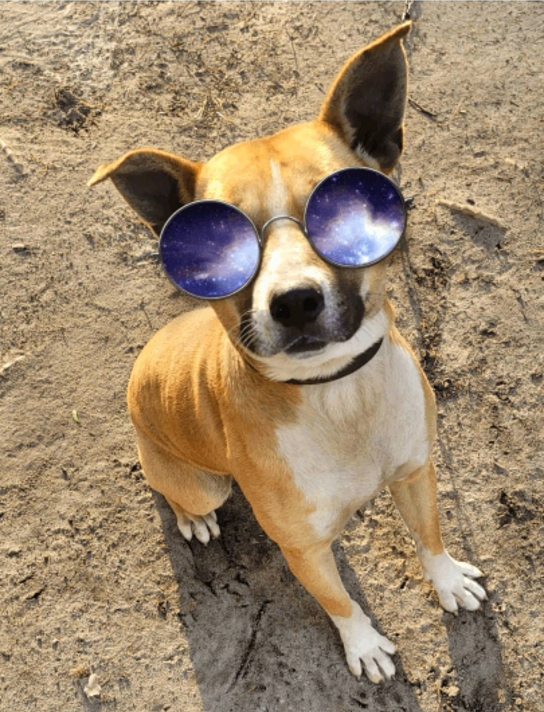Tank joined the competition — help win amazing prizes! canidae, carnivore, companion_dog, dog, dog_breed, dog_supply, ear, eyewear, fawn, fur, hat, pet_supply, snout, sporting_group, sunglasses, terrestrial_animal, toy_dog, whiskers, wildlife, working_animal