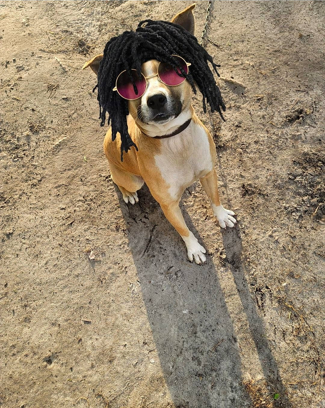 Tank joined the competition — help win amazing prizes! asphalt, canidae, carnivore, collar, companion_dog, dog, dog_breed, dog_clothes, dog_collar, dog_supply, fawn, leash, pet_supply, road_surface, sidewalk, smile, snout, sporting_group, tail, working_animal