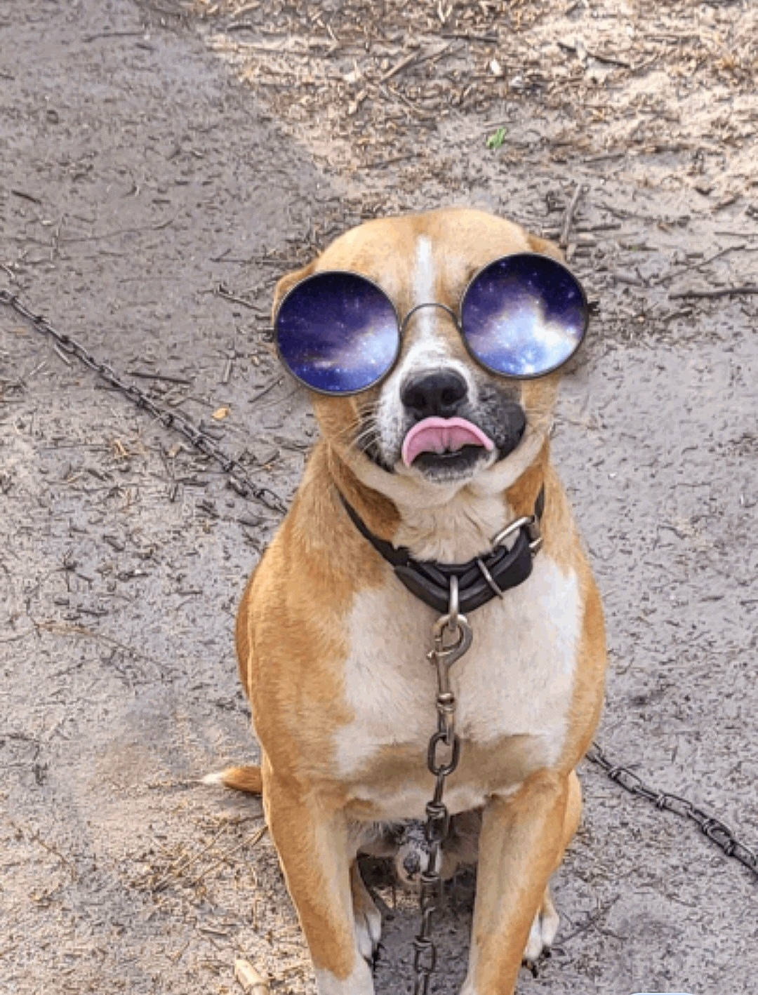 Tank is registered to the contest to win money with this photo: carnivore, collar, companion_dog, dog, dog_breed, dog_collar, dog_supply, eyewear, fashion_accessory, fawn, fur, goggles, hat, leash, pet_supply, snout, sporting_group, sunglasses, terrestrial_animal, working_animal