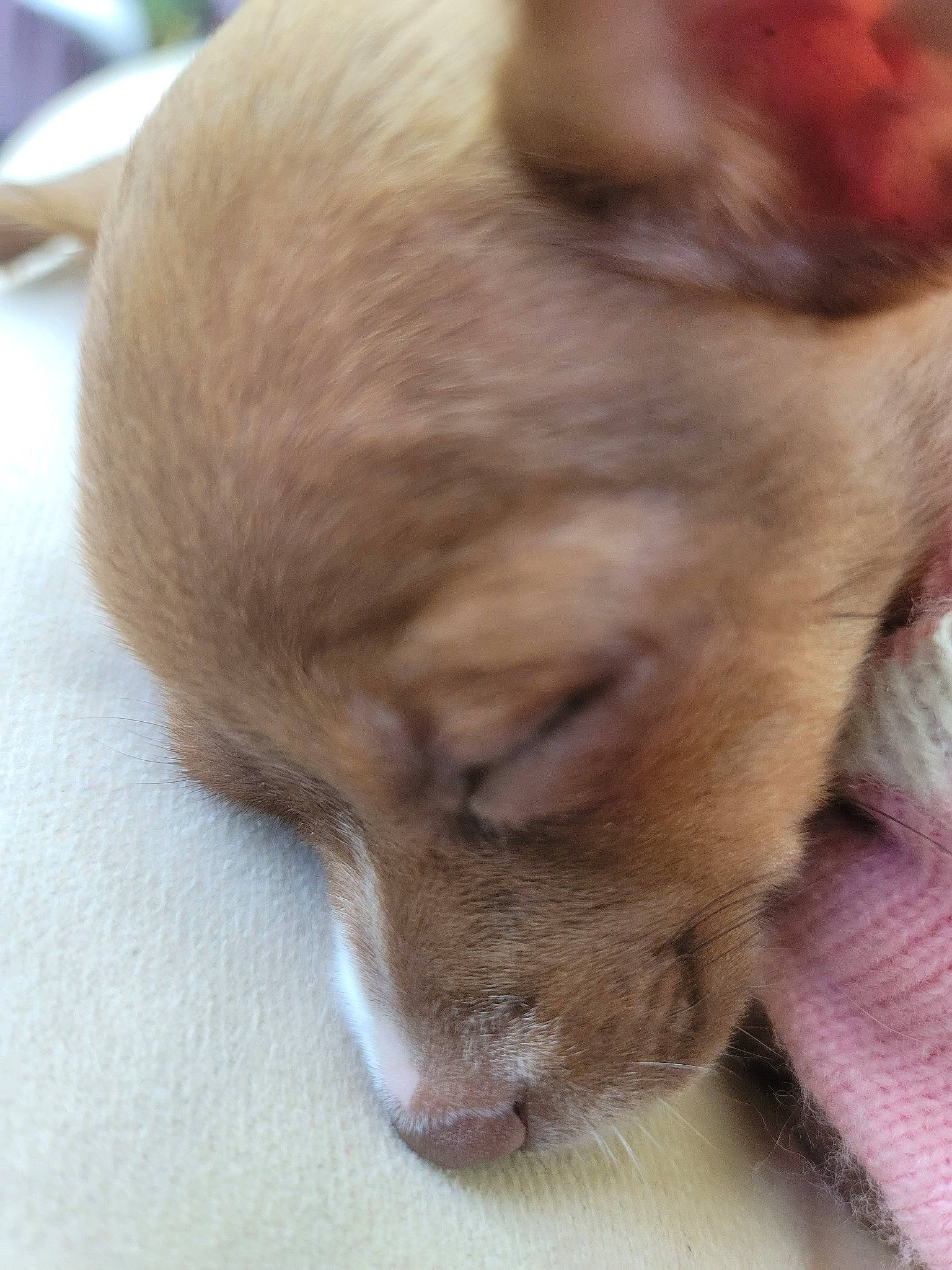 Candy is registered to the contest to win money with this photo: canidae, carnivore, cat, companion_dog, dog_breed, ear, fawn, felidae, flooring, fur, liver, paw, small_to_medium_sized_cats, sporting_group, tail, whiskers, wood