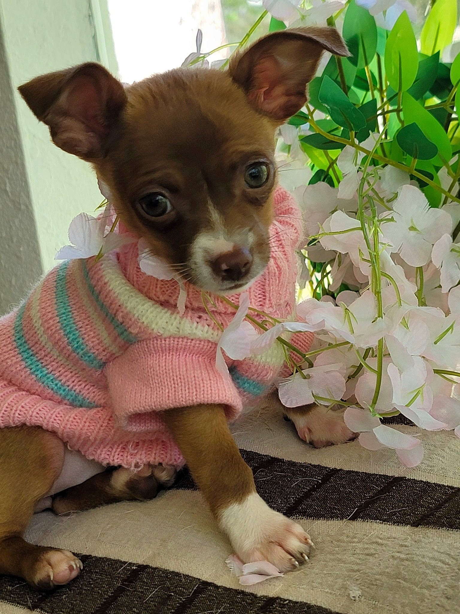 Candy is registered to the contest to win money with this photo: canidae, carnivore, chihuahua, companion_dog, corgi_chihuahua, dog, dog_breed, dog_clothes, dog_supply, fawn, fur, pattern, pink, plant, russkiy_toy, snout, terrestrial_animal, toy_dog, whiskers, working_animal