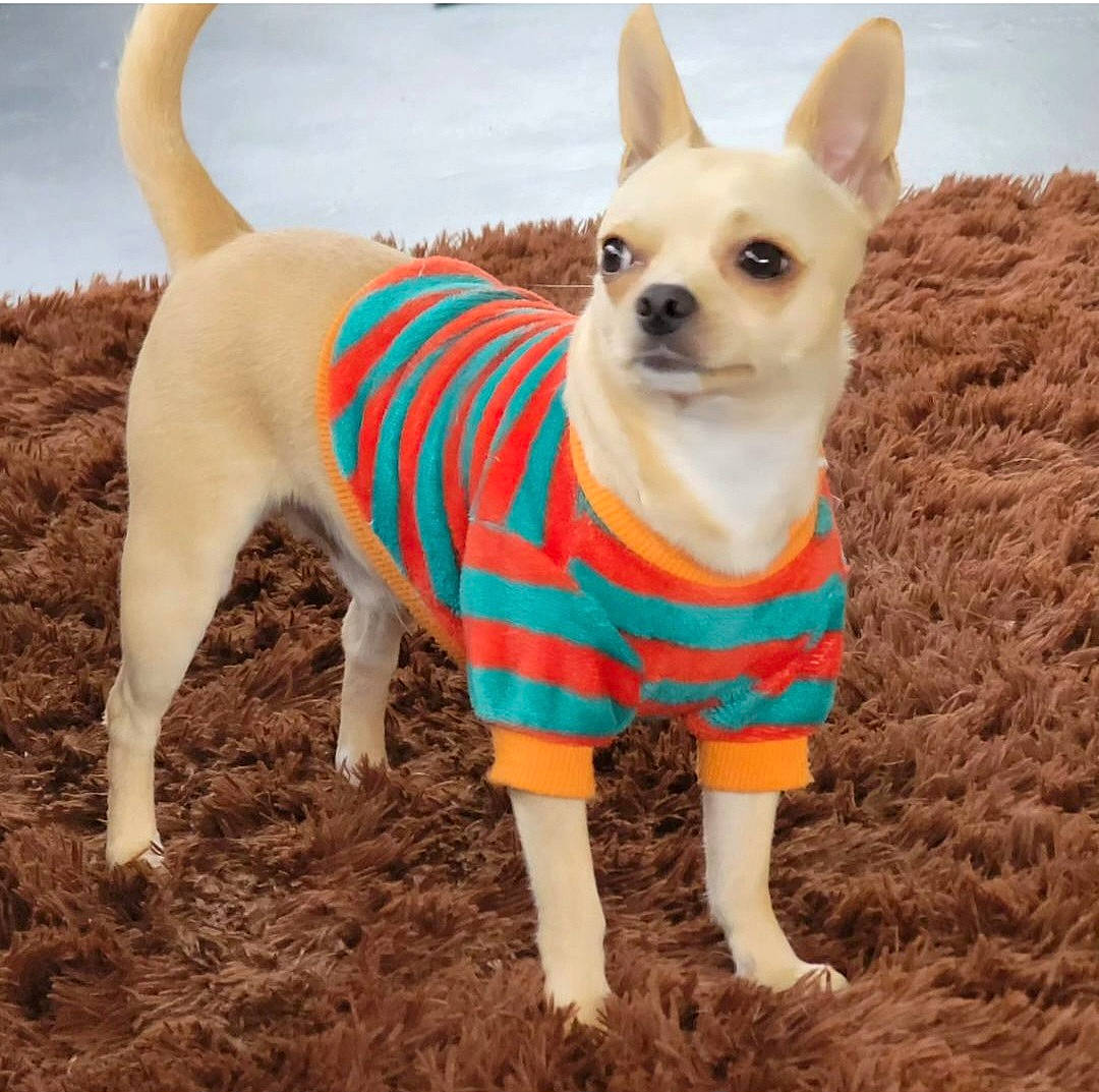 Chico is registered to the contest to win money with this photo: canidae, carnivore, chihuahua, collar, companion_dog, dog, dog_breed, dog_clothes, dog_supply, fashion_accessory, fawn, grass, pet_supply, plant, snout, sporting_group, tail, terrestrial_animal, toy_dog, working_animal