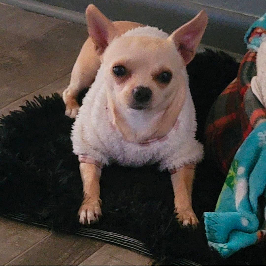 Chico is registered to the contest to win money with this photo: carnivore, chihuahua, companion_dog, dog, dog_breed, dog_clothes, dog_supply, eye, fawn, flooring, fur, grass, pattern, snout, t_shirt, tail, terrestrial_animal, toy_dog, whiskers, working_animal