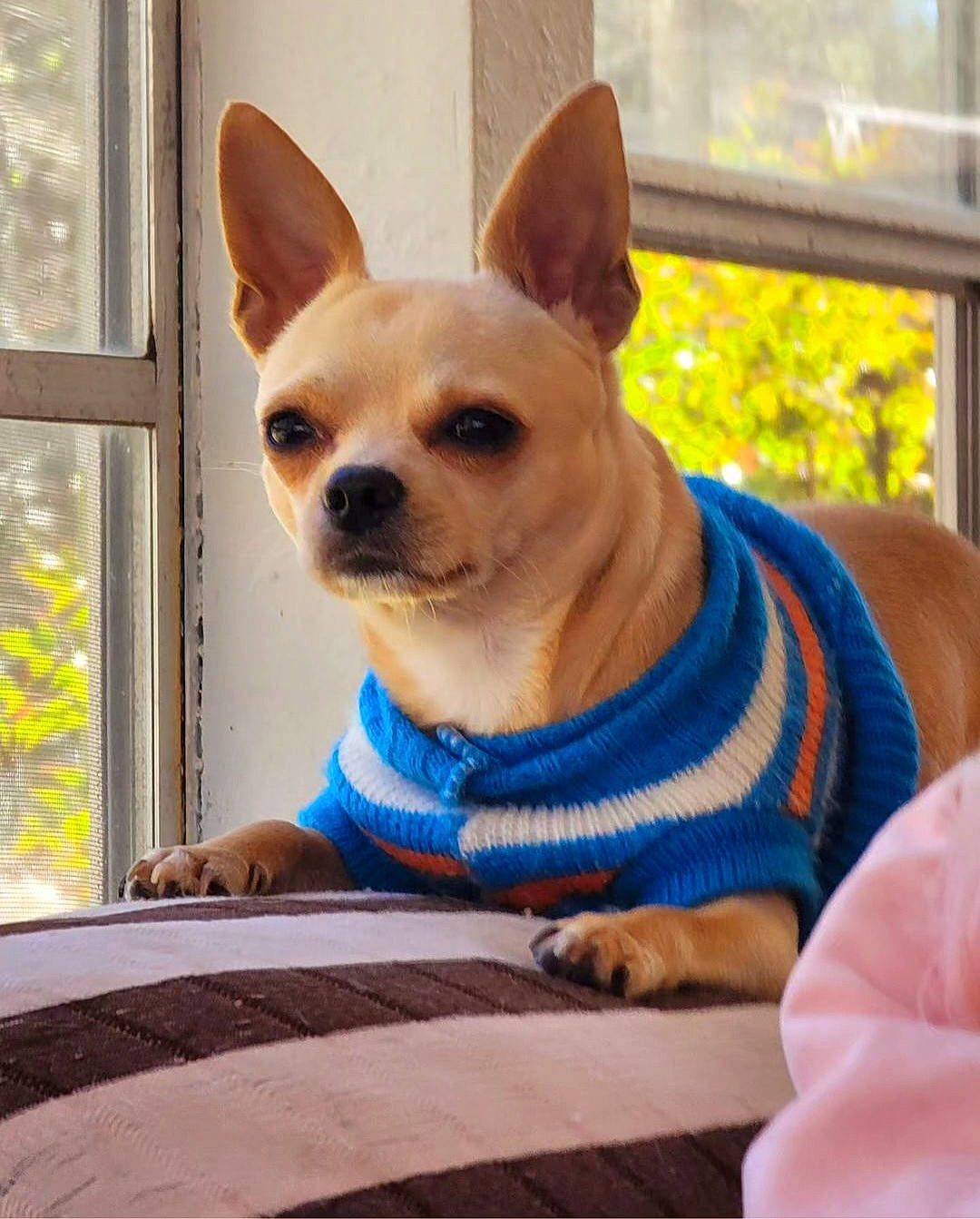 Chico joined the competition — help win amazing prizes! canidae, carnivore, chihuahua, companion_dog, corgi_chihuahua, dog, dog_breed, dog_supply, electric_blue, fawn, fur, non_sporting_group, sitting, snout, sporting_group, terrestrial_animal, toy_dog, whiskers, window, working_animal