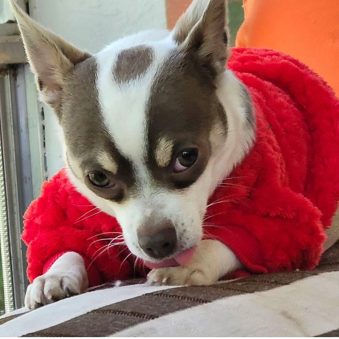 Romeo joined the competition — help win amazing prizes! canidae, carmine, carnivore, chihuahua, comfort, companion_dog, corgi_chihuahua, dog, dog_breed, dog_supply, ear, fawn, fur, paw, snout, sporting_group, terrestrial_animal, toy_dog, whiskers, working_animal