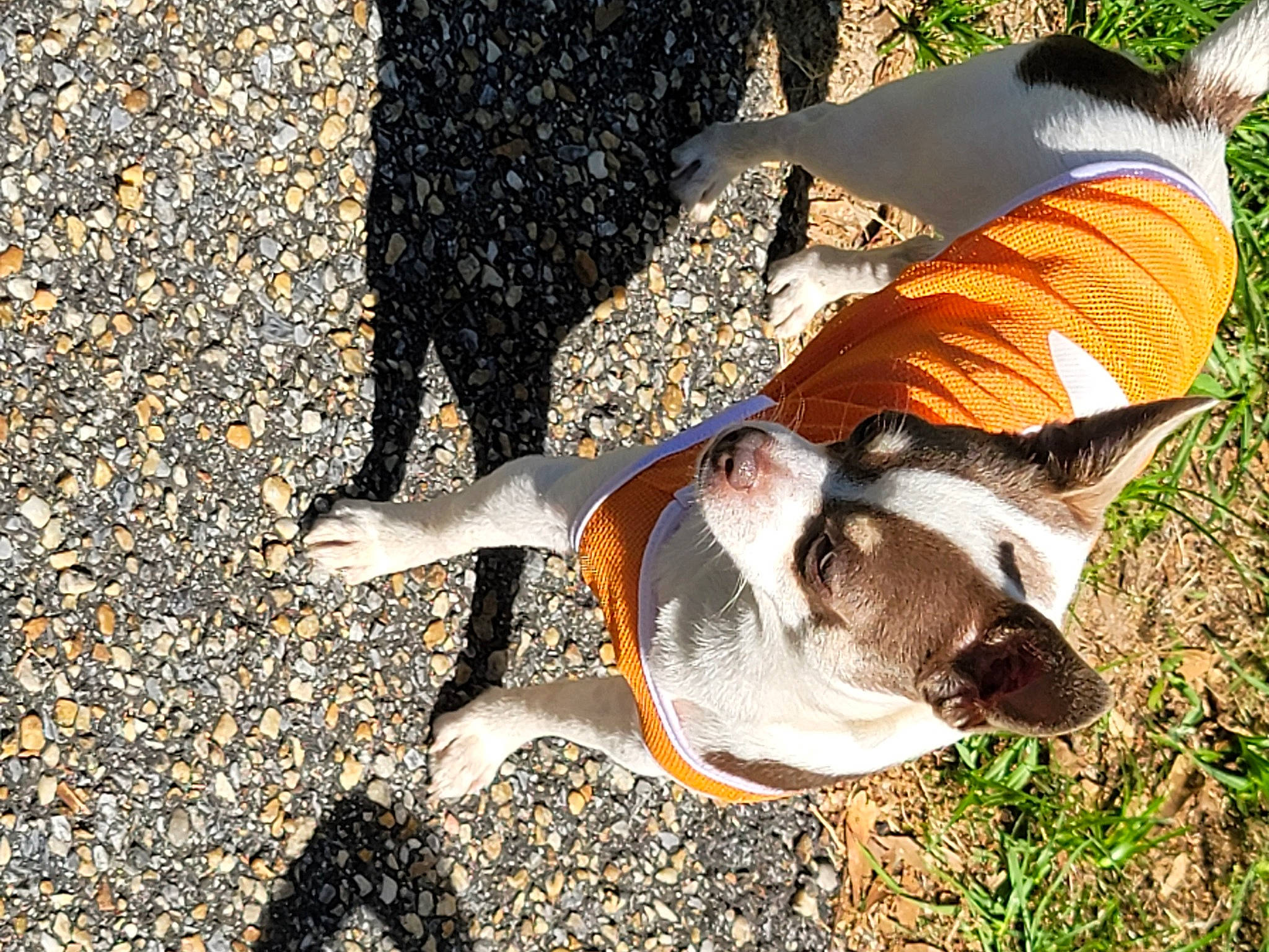 Romeo joined the competition — help win amazing prizes! adventure, canidae, carnivore, collar, companion_dog, dog, dog_breed, fawn, grass, human_leg, leisure, plant, road_surface, shadow, soil, sporting_group, tail, terrestrial_animal, tree, working_animal