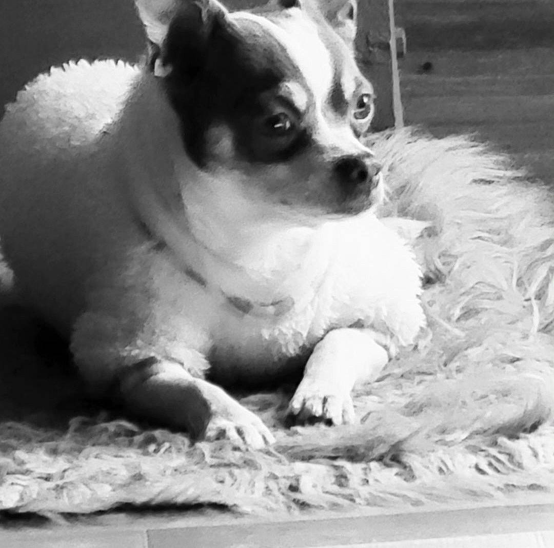 Romeo joined the competition — help win amazing prizes! carnivore, chihuahua, companion_dog, dog, dog_breed, fawn, fur, monochrome, monochrome_photography, non_sporting_group, paw, photography, snout, sporting_group, terrestrial_animal, toy_dog, whiskers, working_animal