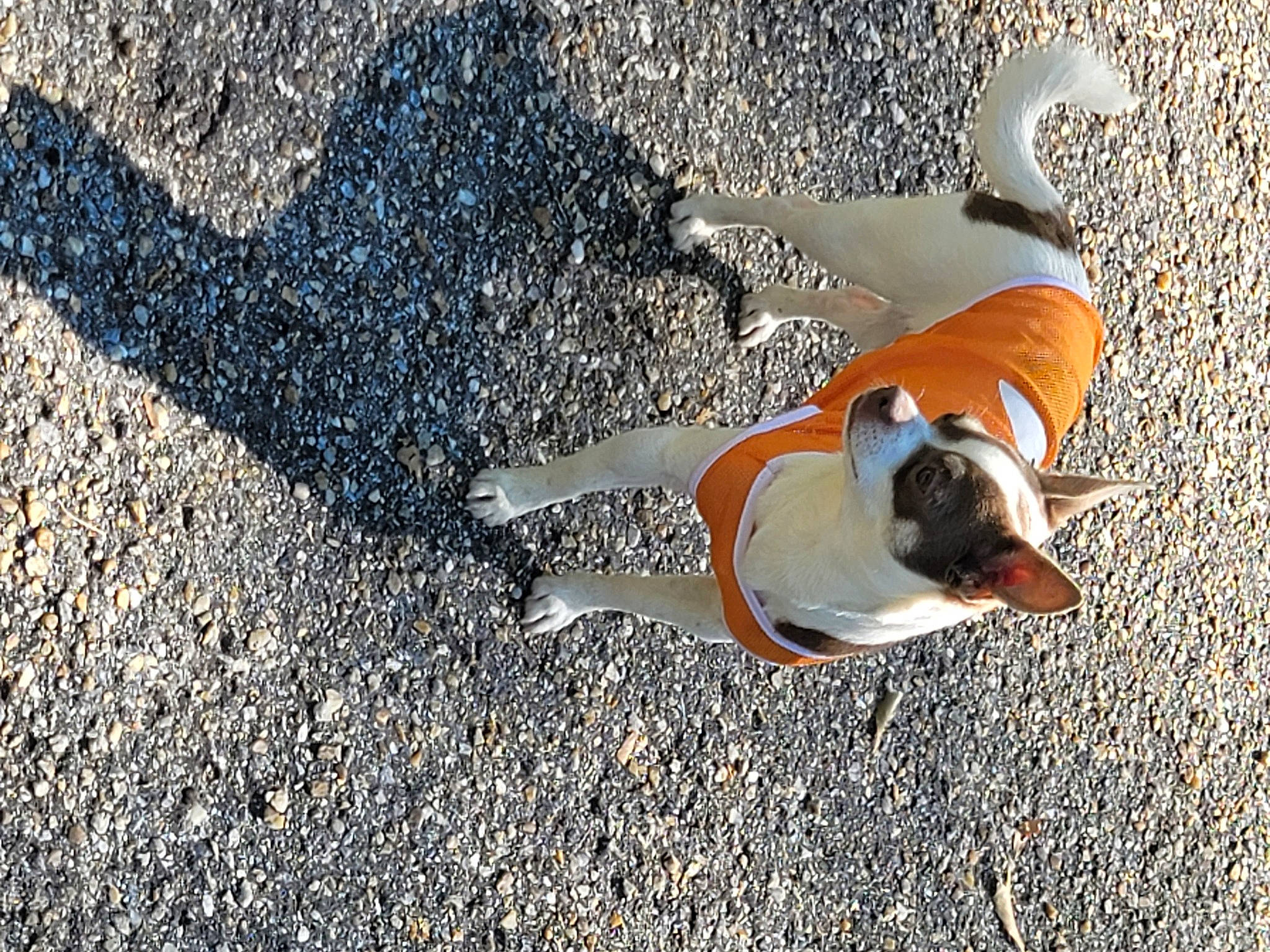 Romeo joined the competition — help win amazing prizes! asphalt, carnivore, collar, companion_dog, dog, dog_breed, dog_supply, fawn, leash, non_sporting_group, pet_supply, road, road_surface, sand, shadow, sidewalk, soil, sporting_group, tail, tar