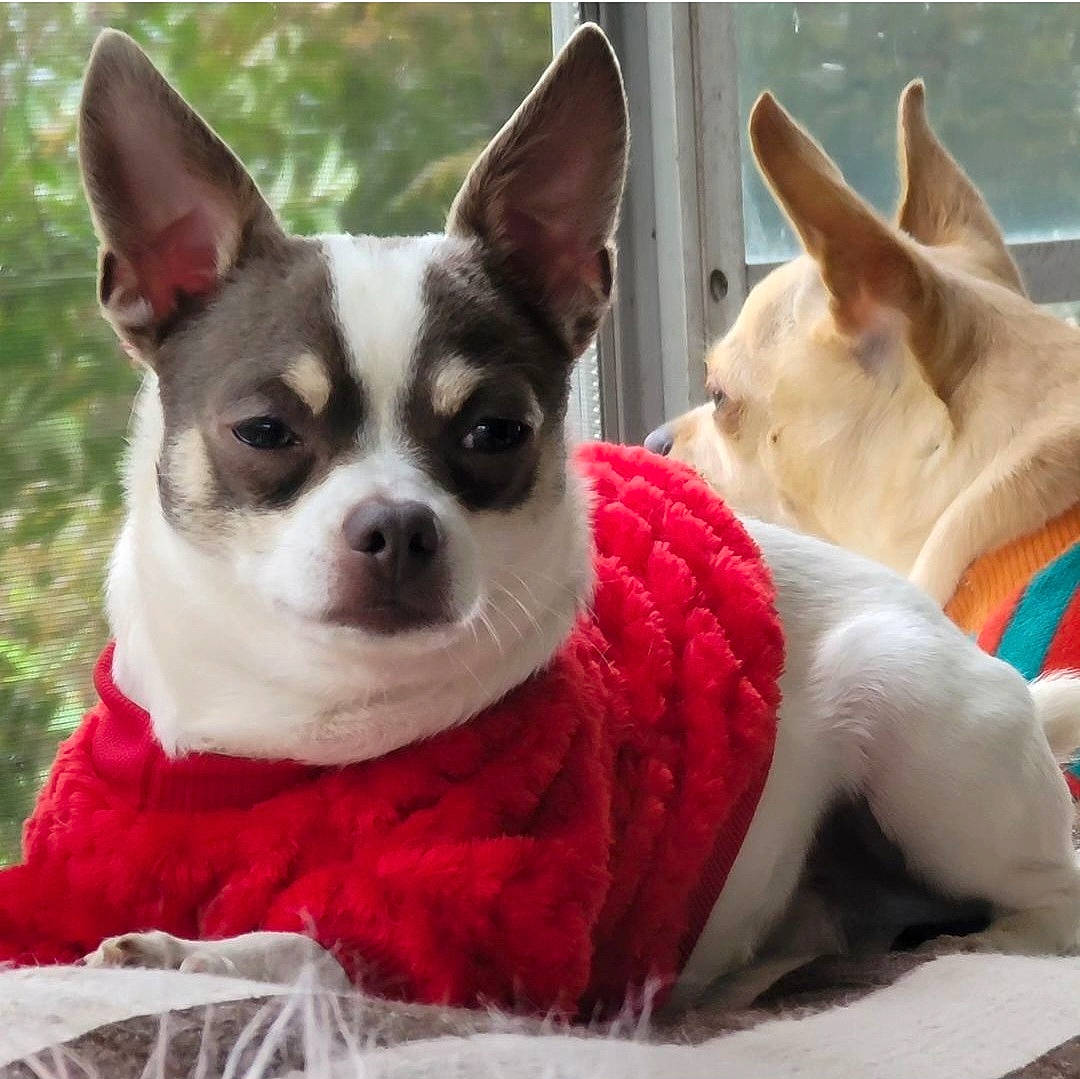 Romeo is registered to the contest to win money with this photo: canidae, carmine, carnivore, collar, companion_dog, corgi_chihuahua, dog, dog_breed, dog_supply, ear, fawn, non_sporting_group, pattern, pet_supply, snout, sporting_group, terrestrial_animal, toy_dog, vertebrate, working_animal