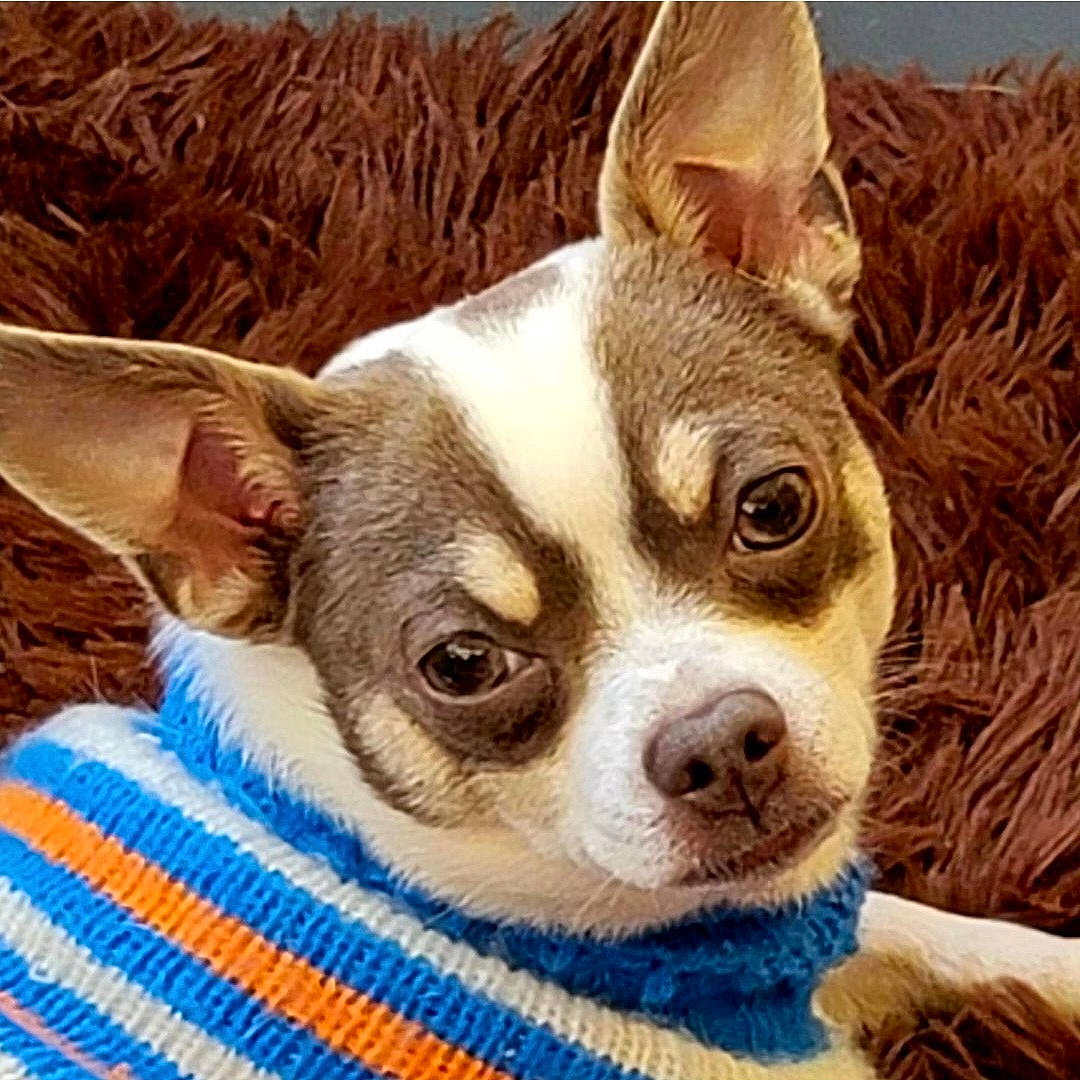 Romeo joined the competition — help win amazing prizes! ancient_dog_breeds, canidae, carnivore, comfort, companion_dog, dog, dog_breed, ear, eye, fawn, fur, non_sporting_group, puppy, snout, sporting_group, terrestrial_animal, toy_dog, whiskers, wood, working_animal