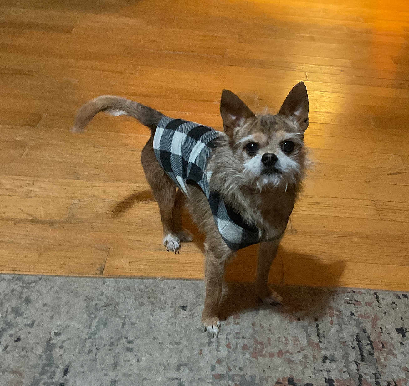 Little Man is registered to the contest to win money with this photo: dog, small_dog, plaid_sweater, pet, indoor, hardwood_floor, area_rug, standing, looking_up, ears, whiskers, brown_fur, black_nose, bright_eyes, tail, paws, cozy, shadow, curious, portrait