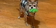 Little Man joined the competition — help win amazing prizes! dog, small_dog, chihuahua_mix, sweater, plaid, green_toy, plush_toy, hardwood_floor, indoor, living_room, paws, ears_up, fur, standing, looking_up, attentive, shadow, cute, pet, playtime