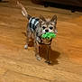 dog, small_dog, chihuahua_mix, sweater, plaid, green_toy, plush_toy, hardwood_floor, indoor, living_room, paws, ears_up, fur, standing, looking_up, attentive, shadow, cute, pet, playtime