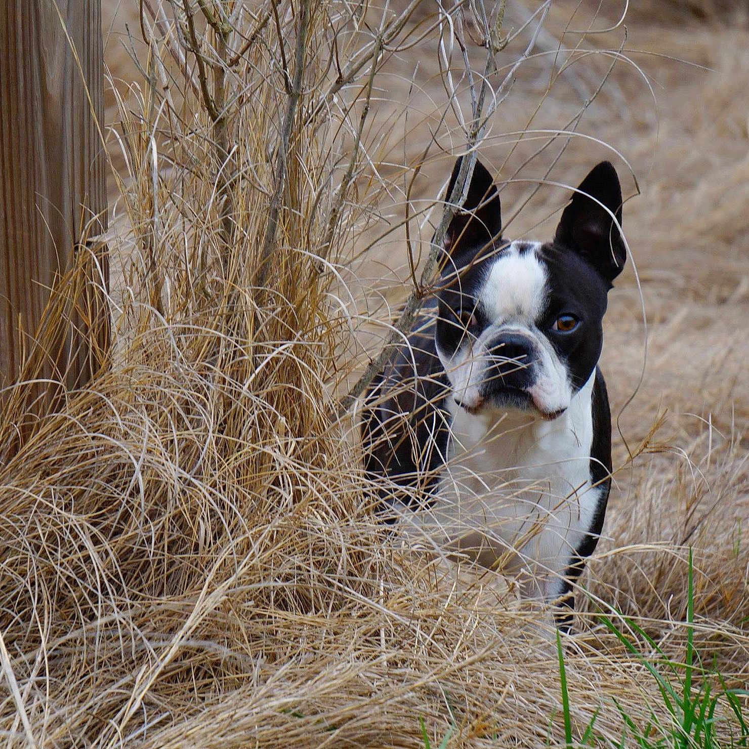 Boss Hog Carpenter joined the competition — help win amazing prizes!