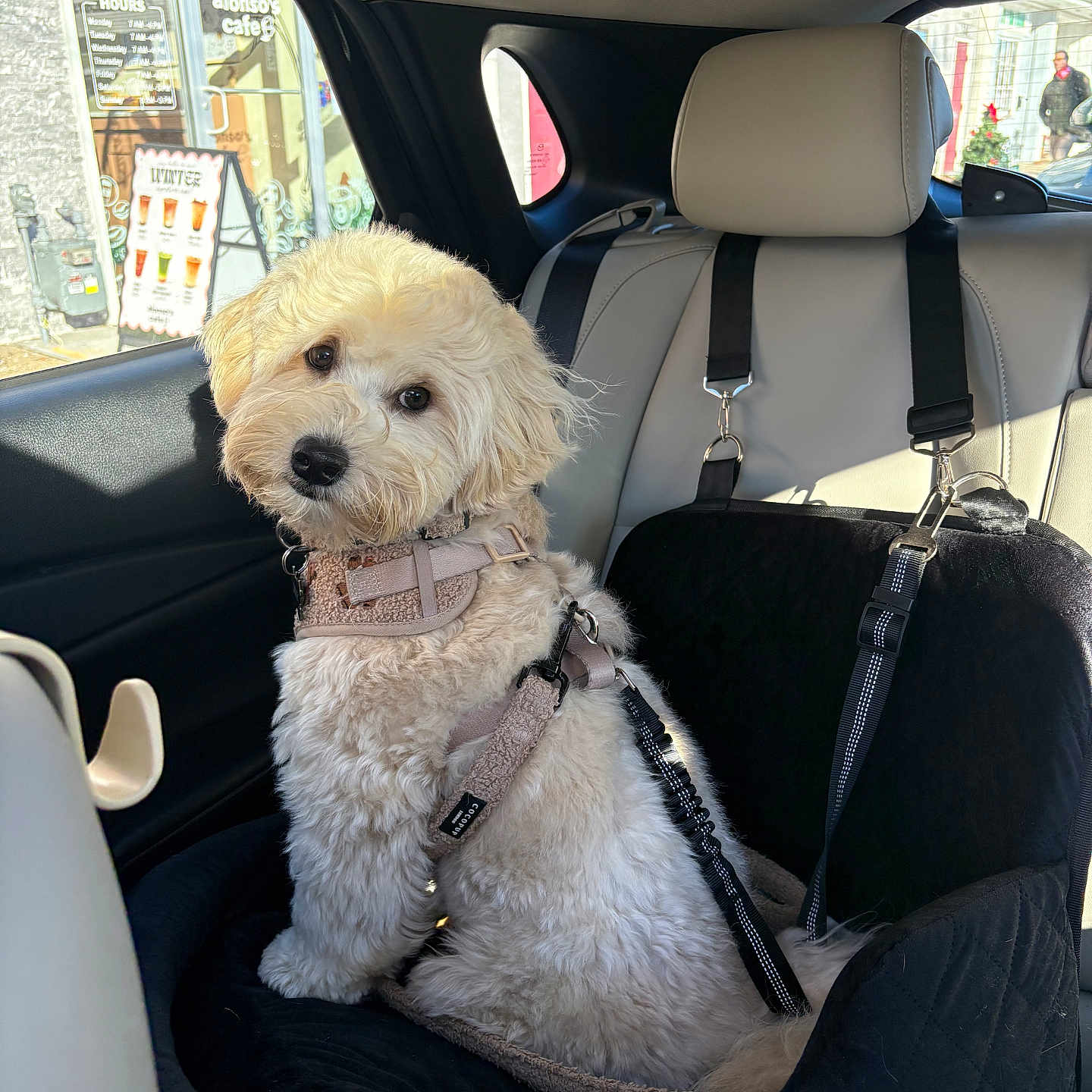 Smokey joined the competition — help win amazing prizes! car, car_seat, companion, curious, cute, dog, domestic_animal, fluffy, furry, harness, leash, pet, resting, road_trip, seatbelt, sitting, transportation, vehicle_interior, white_dog, window
