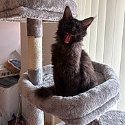 Porkchop joined the competition — help win amazing prizes! cat, black_cat, cat_tree, yawning, furry, pet, indoor, plush, cozy, vertical_blinds, natural_light, home, animal, cute, feline, relaxed, sitting, mouth_open, teeth, tongue