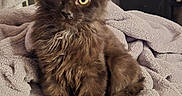 Porkchop joined the competition — help win amazing prizes! animal, black_cat, blanket, cat, comfort, cozy, curious, domestic_cat, ears_up, fan, fluffy, furniture, furry, indoor, kitten, pet, portrait, sitting, soft_texture, yellow_eyes