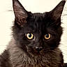 animal, black_cat, cat, close_up, curious, cute, domestic_cat, ears, face, feline, fluffy, fur, indoor, looking, mammal, pet, portrait, whiskers, yellow_eyes, young
