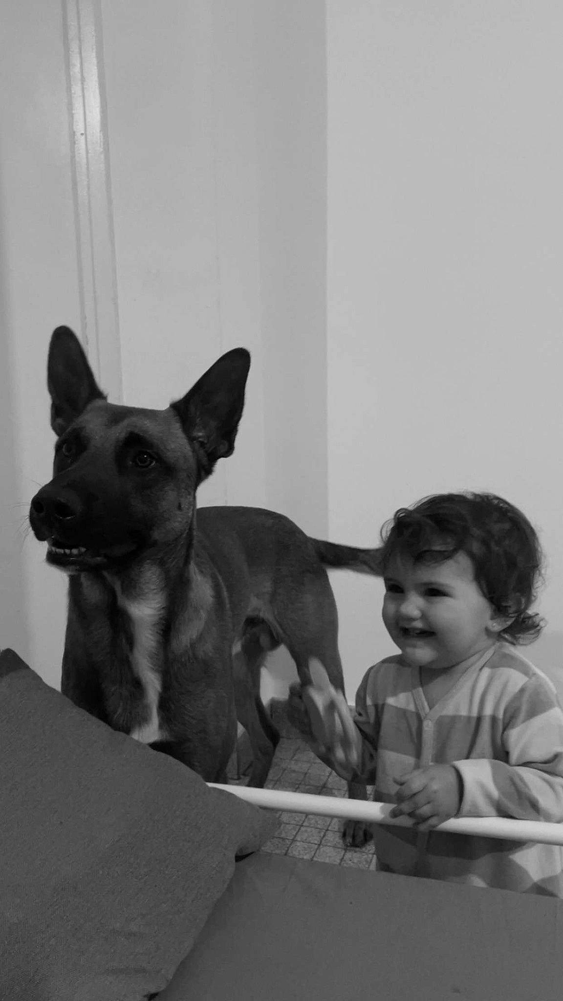 Luna a rejoint le concours — aidez-le/la à gagner de superbes lots ! canidae, carnivore, comfort, companion_dog, dog, dog_breed, fawn, gesture, happy, joy, monochrome, monochrome_photography, person, sitting, smile, snout, sporting_group, style, t_shirt, toddler