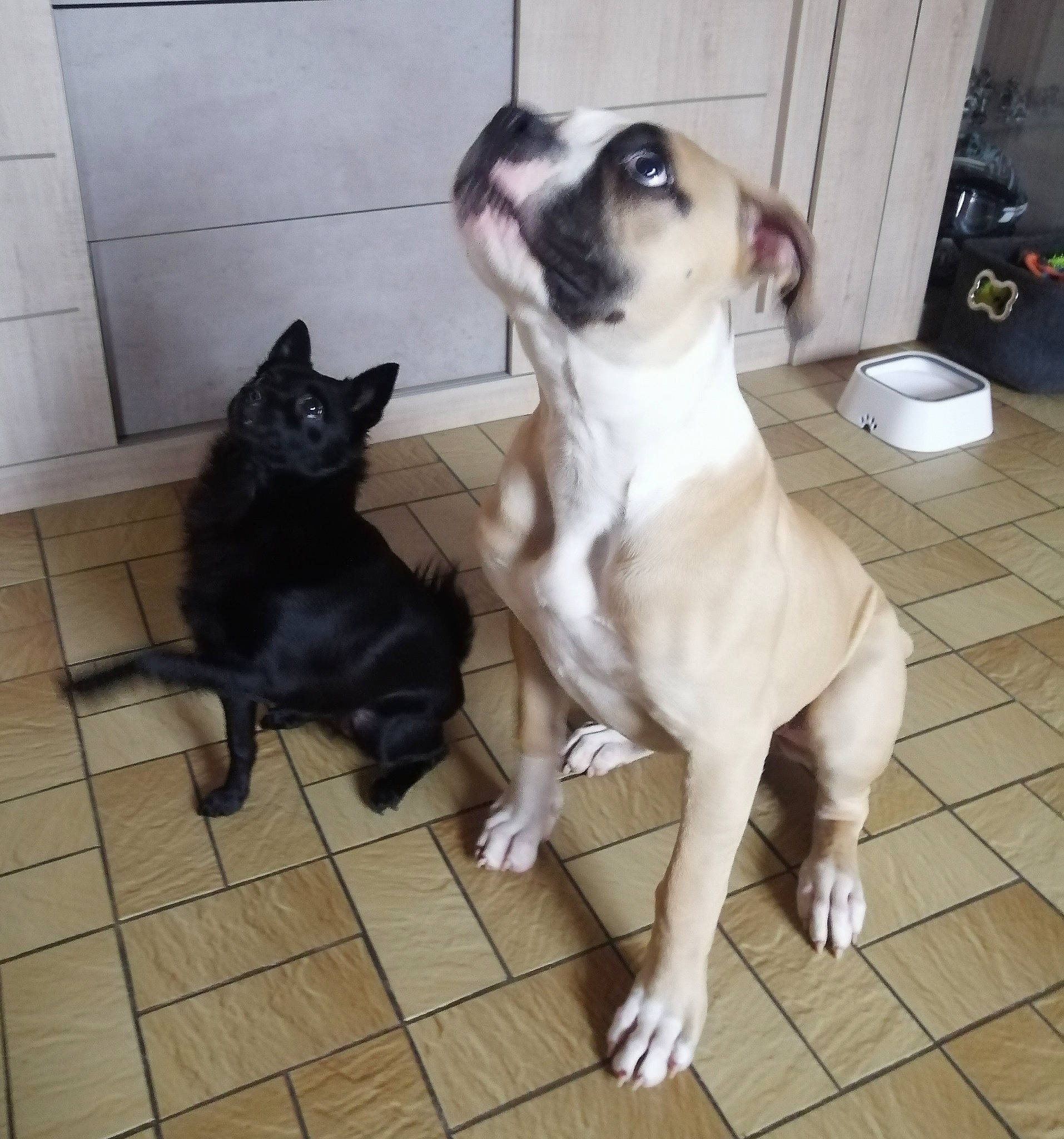 Coyote a rejoint le concours — aidez-le/la à gagner de superbes lots ! canidae, carnivore, collar, companion_dog, dog, dog_breed, fawn, felidae, flooring, fur, hardwood, paw, pet_supply, pug, snout, sporting_group, tail, toy_dog, wood, working_animal