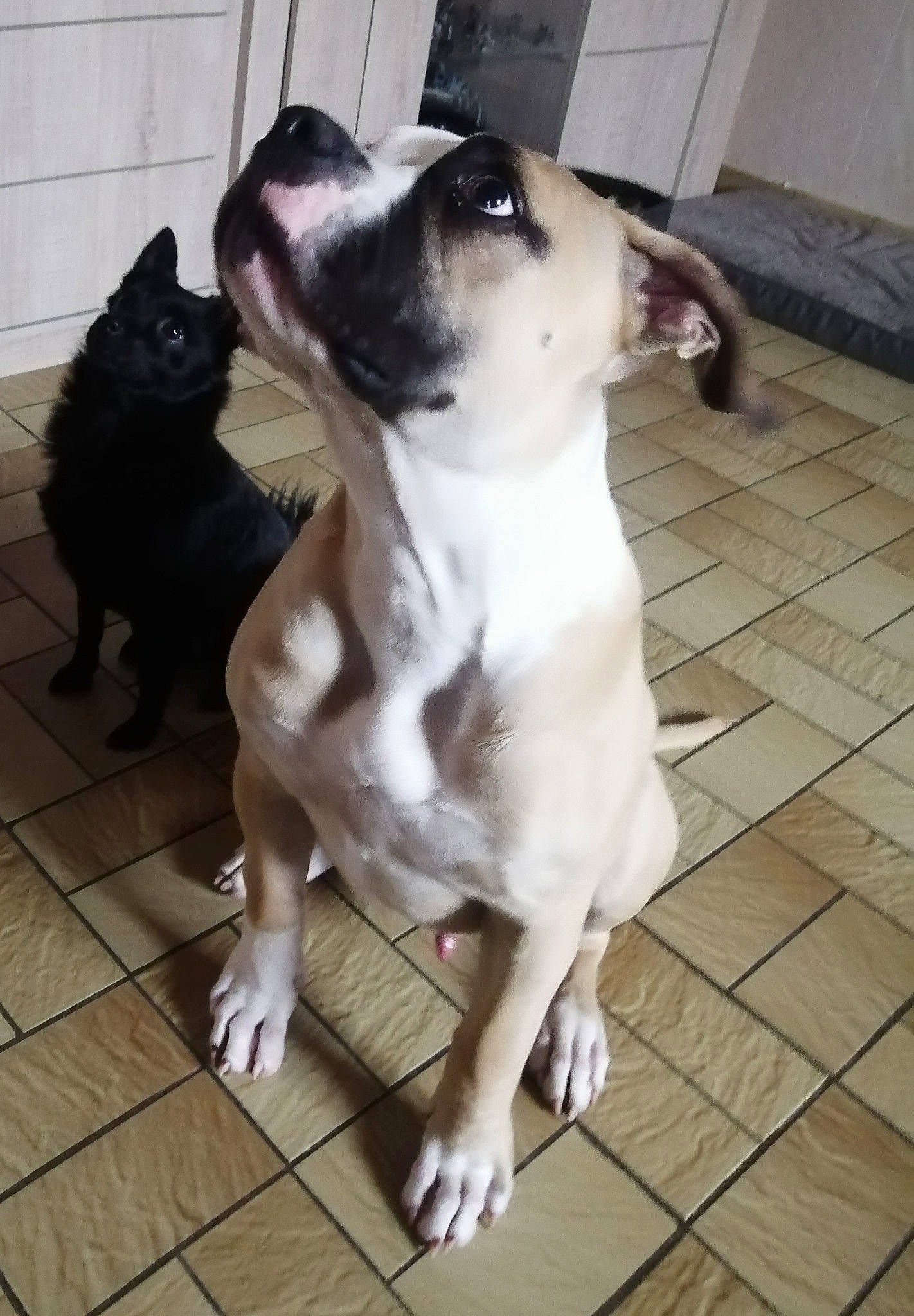 Coyote a rejoint le concours — aidez-le/la à gagner de superbes lots ! canidae, carnivore, collar, companion_dog, dog, dog_breed, dog_collar, fawn, flooring, guard_dog, hardwood, non_sporting_group, paw, pet_supply, snout, sporting_group, tail, whiskers, wood, working_animal