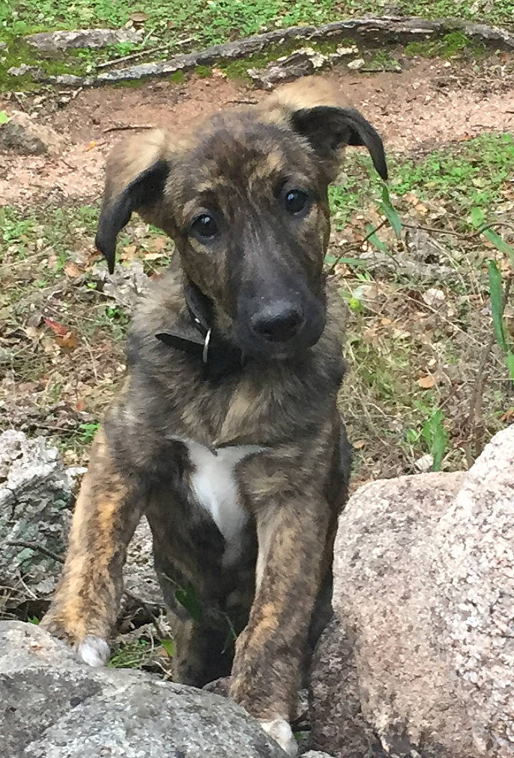 Santa a rejoint le concours — aidez-le/la à gagner de superbes lots ! canidae, carnivore, companion_dog, dog, dog_breed, dog_collar, fawn, grass, hunting_dog, non_sporting_group, plott_hound, snout, soil, sporting_group, street_dog, tail, terrestrial_animal, whiskers, working_animal, working_dog