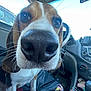 Bruno joined the competition — help win amazing prizes! dog, beagle, nose, close_up, car_interior, pet, animal, whiskers, seat, window, dashboard, steering_wheel, floor_mat, collar, fur, paw, curious, indoor, vehicle, canine