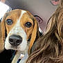 Bruno joined the competition — help win amazing prizes! beagle, dog, pet, animal, car_interior, window, curious, ears, face, closeup, brown_and_white, fur, nose, whiskers, person, hair, seat, travel, companion, indoor