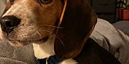 Bruno joined the competition — help win amazing prizes! beagle, puppy, dog, pet, indoor, bed, blanket, cute, animal, closeup, brown, white, black, ears, collar, furniture, television, plant, cozy, domestic