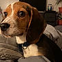 beagle, puppy, dog, pet, indoor, bed, blanket, cute, animal, closeup, brown, white, black, ears, collar, furniture, television, plant, cozy, domestic