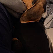 Bruno is registered to the contest to win money with this photo: dog, sleeping, blanket, indoors, cozy, brown, black, white, ears, resting, pet, fur, bed, comfort, relaxation, side_view, close_up, domestic_animal, nap, quiet