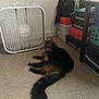 Tabby is registered to the contest to win money with this photo: cat, indoor, floor, fan, box_fan, shoe_boxes, backpack, tile_floor, furniture, plant, shelf, resting, fluffy, brown_cat, black_cat, pet, domestic_animal, quiet, relaxed, home