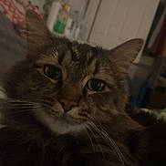 Tabby is registered to the contest to win money with this photo: cat, tabby, close_up, indoor, feline, pet, whiskers, fur, relaxed, domestic_animal, mammal, face, ears, eyes, nose, home, lamp, door, background, cozy