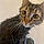 Tabby