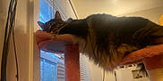 Tabby is registered to the contest to win money with this photo: cat, tabby, sleeping, cat_tree, indoor, window, blinds, furniture, cozy, pet, fluffy, resting, home, animal, relaxed, pink, daylight, fur, cute, domestic