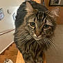 Tabby joined the competition — help win amazing prizes! cat, tabby_cat, fluffy_fur, wooden_railing, indoor, stairs, curious, pets, two_cats, domestic_animal, feline, close_up, whiskers, brown, gray, cozy, home, portrait, animal, companion