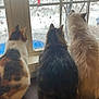 Gizmo joined the competition — help win amazing prizes! cat, window, snow, indoor, animal, feline, fur, three, sitting, back_view, wooden_surface, curtain, winter, nature_outside, pet, cozy, quiet, daylight, domestic, tabby
