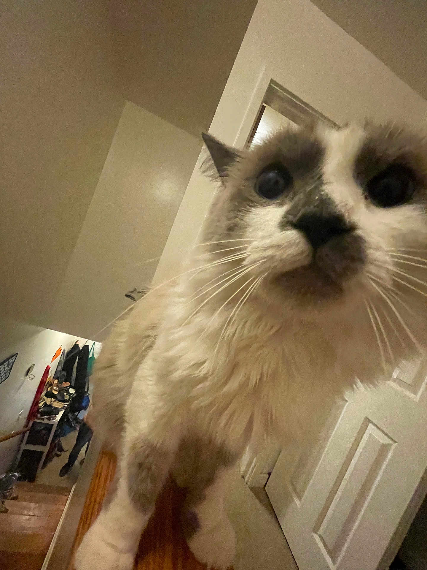 Gizmo